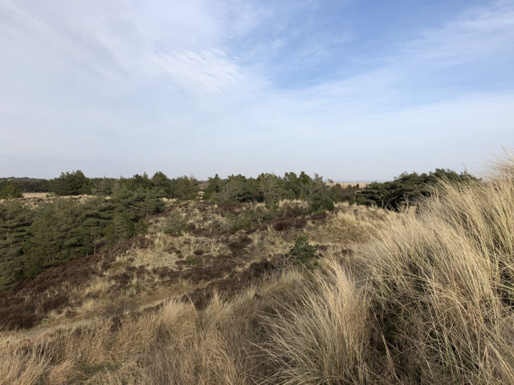 foto af hede fra Højstbjerg på nord Rømø i Nationalpark Vadehavet