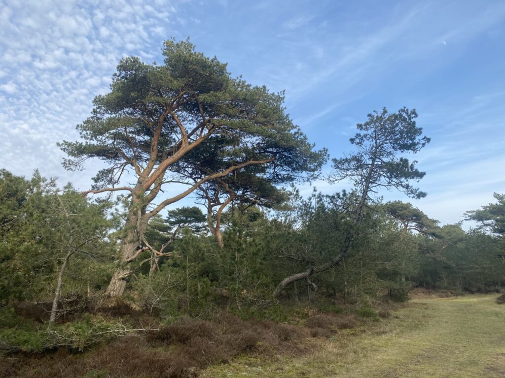 kontakt mig for at finde ud af hvor man kan finde den træ på Rømø